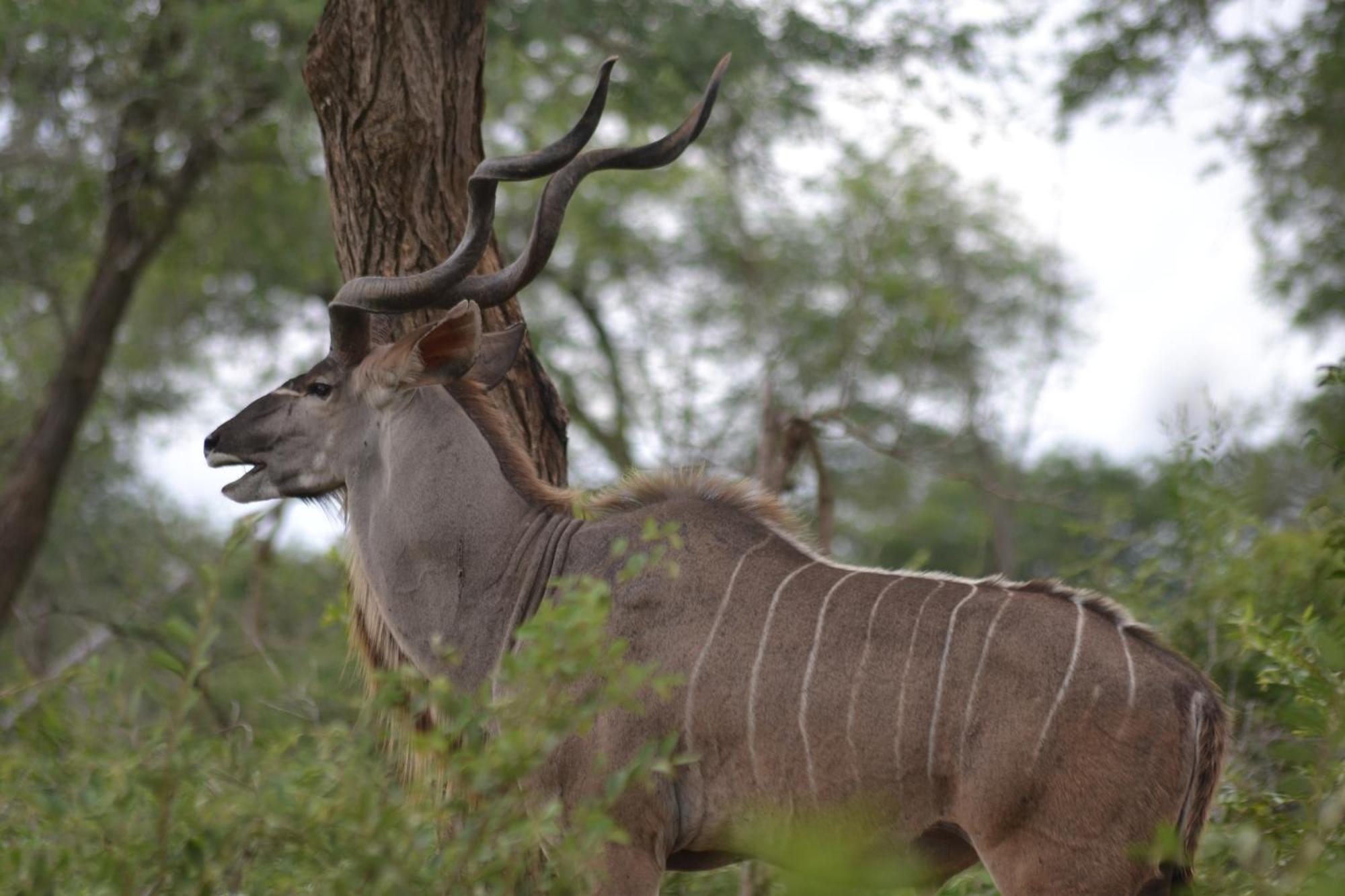 Yebo Safari Tents-Stay Inside Kruger Skukuza Esterno foto