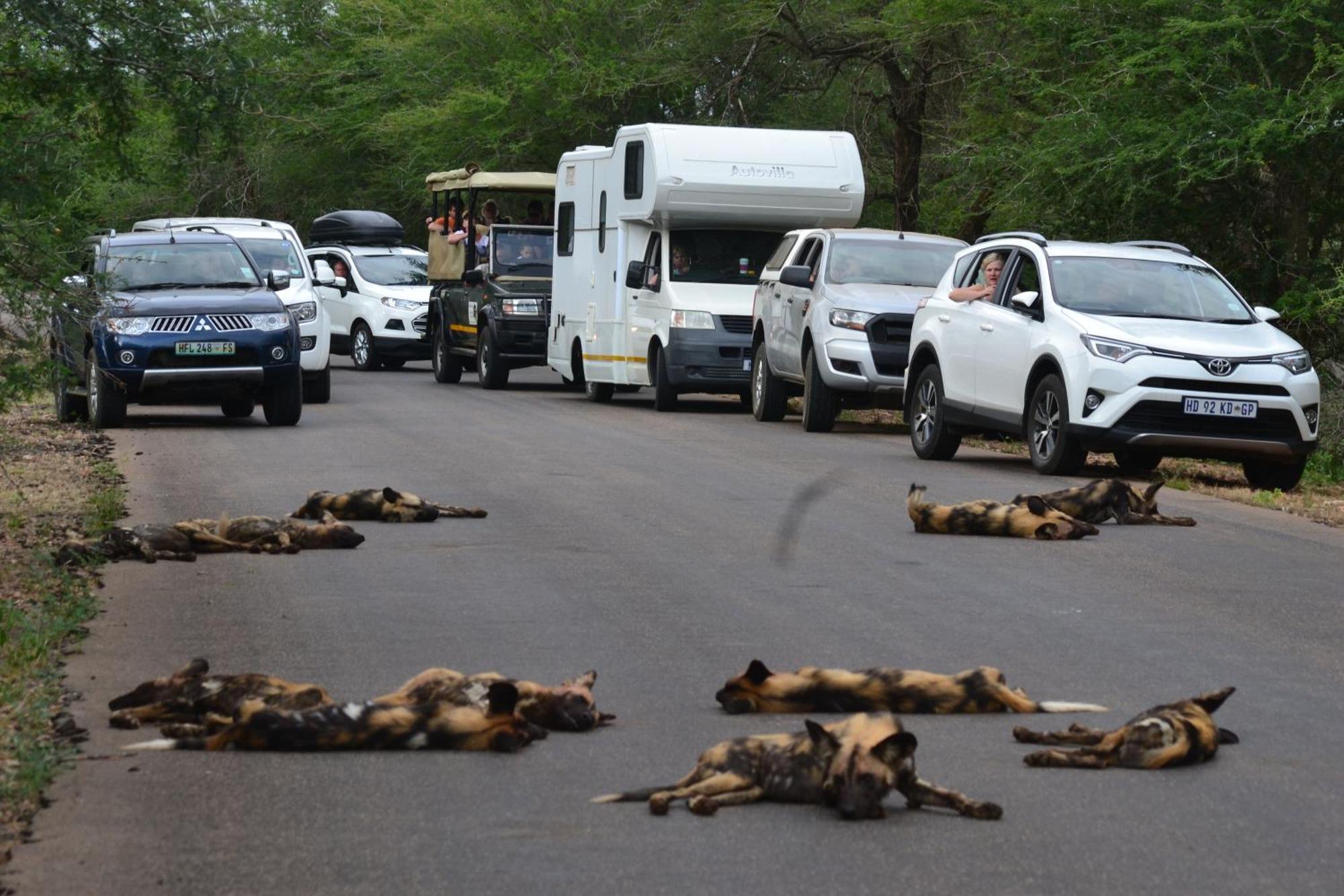 Yebo Safari Tents-Stay Inside Kruger Skukuza Esterno foto