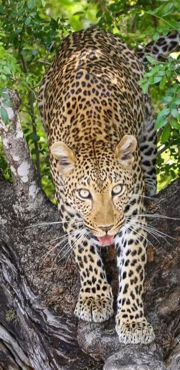 Yebo Safari Tents-Stay Inside Kruger Skukuza Esterno foto