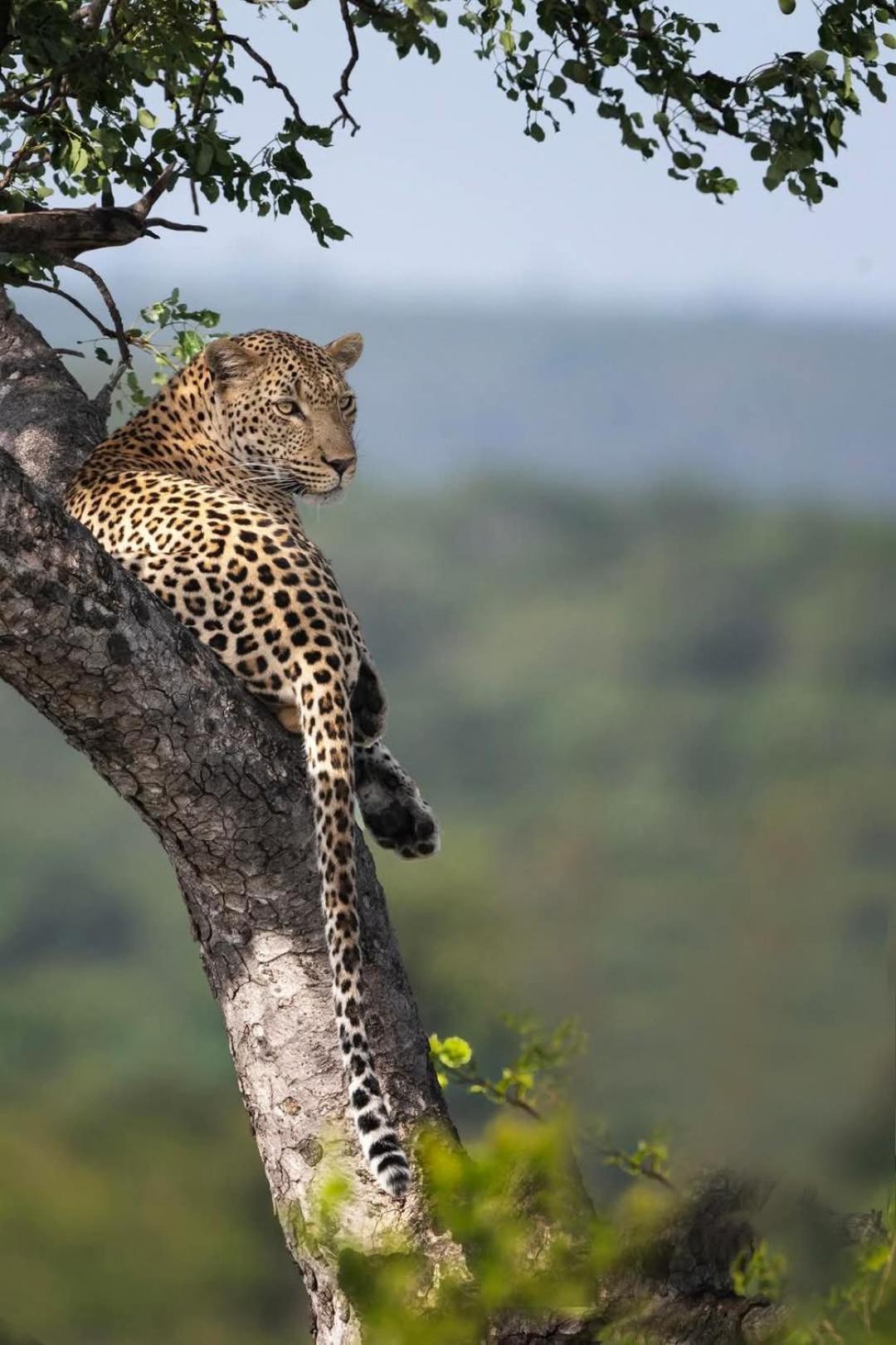 Yebo Safari Tents-Stay Inside Kruger Skukuza Esterno foto