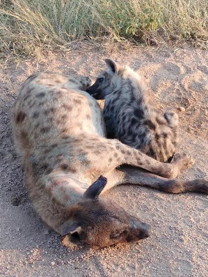 Yebo Safari Tents-Stay Inside Kruger Skukuza Esterno foto